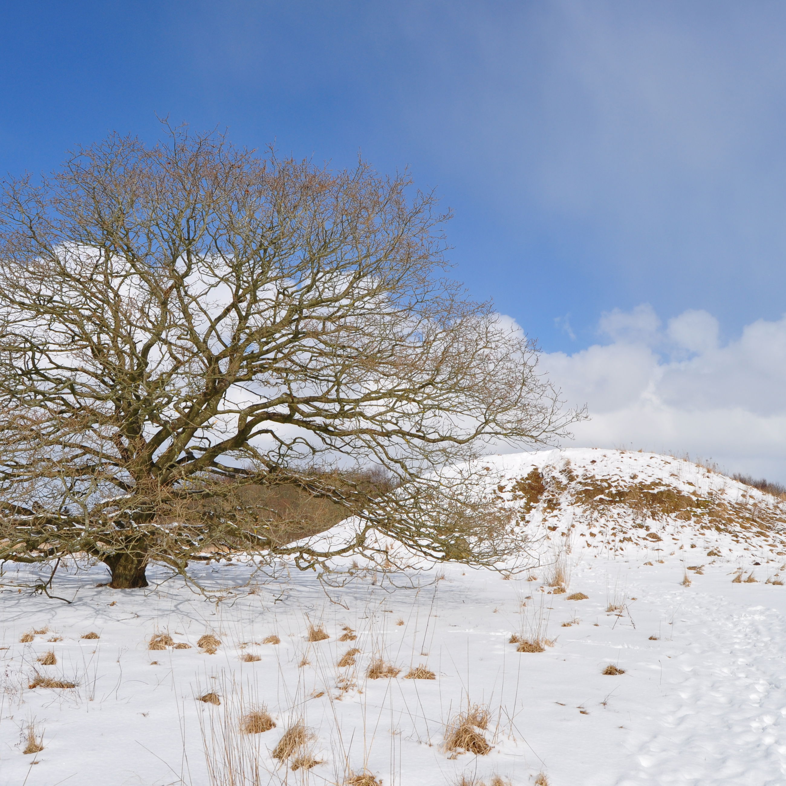 Egtvedpigens høj, vinter